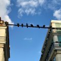 A group of crows sits on a wire between two buildings against a blue sky